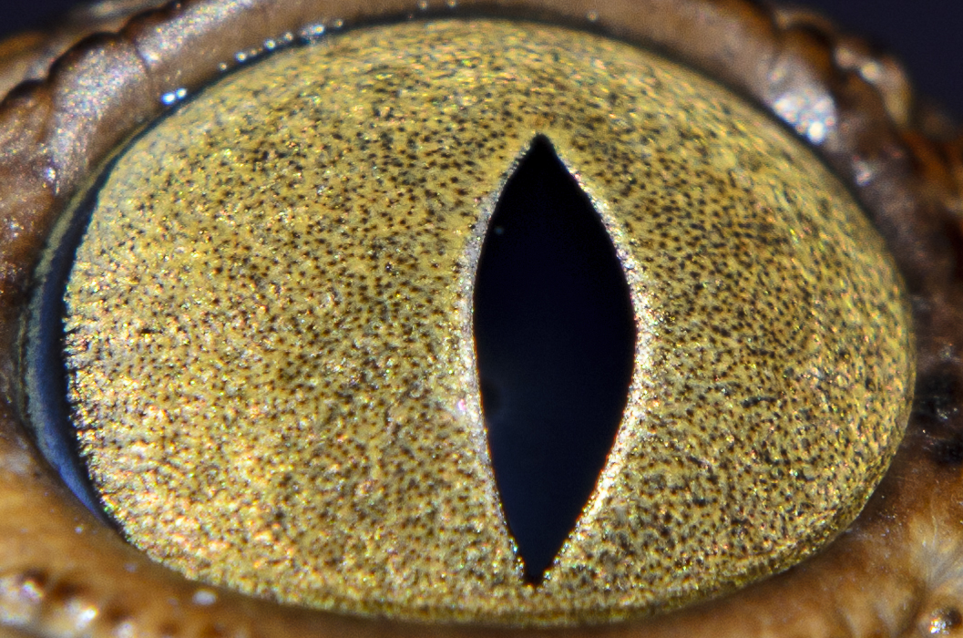 OJO DE CAIMAN