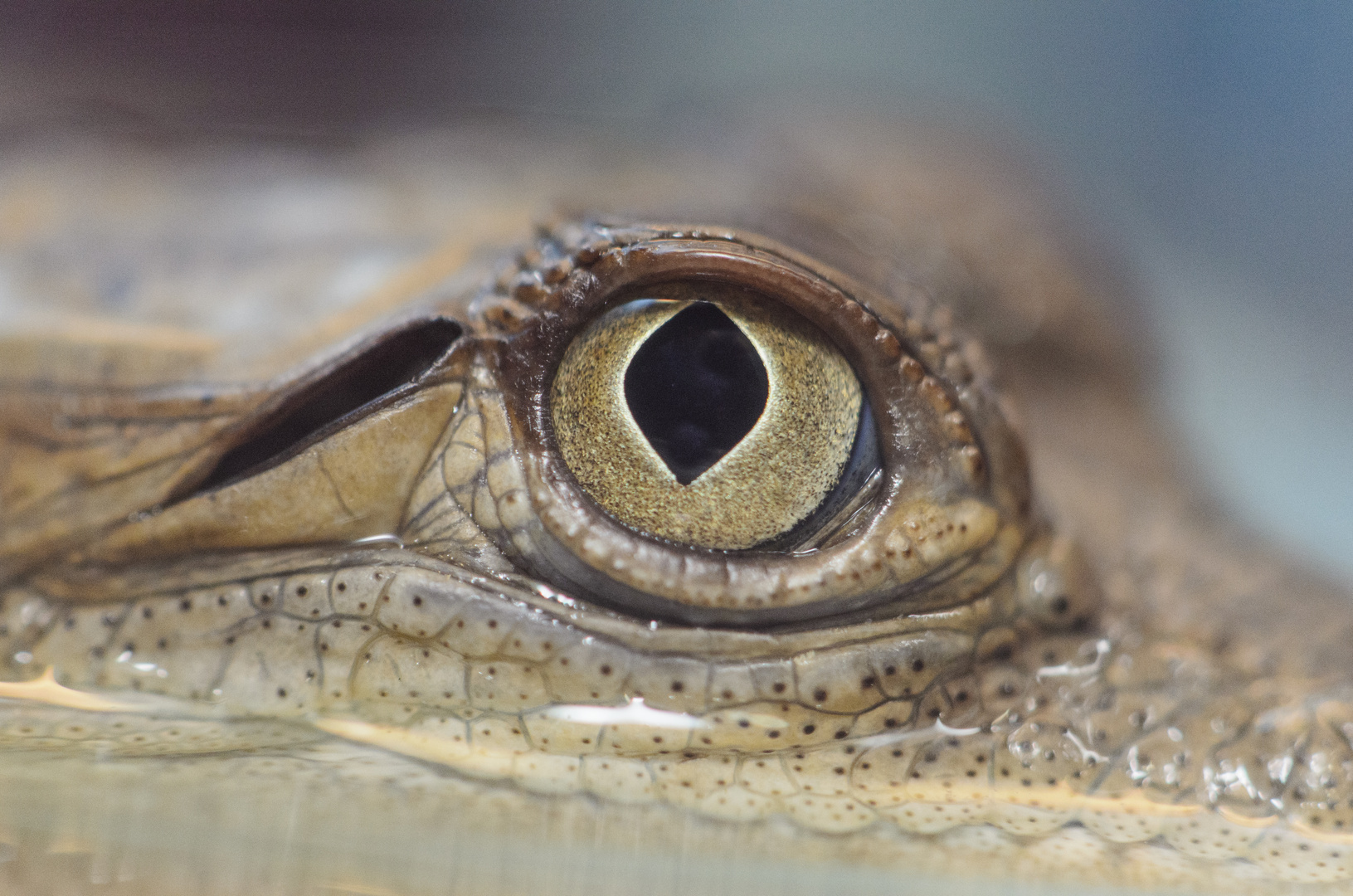 OJO DE CAIMAN (Crocodylus acutus)