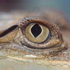 OJO DE CAIMAN (Crocodylus acutus)