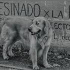 Ojos azules 1