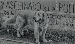 Ojos azules 1