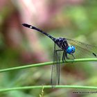 Ojos azules