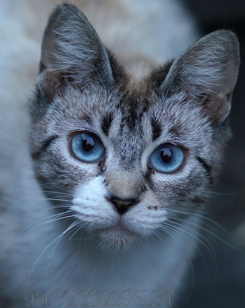 Ojos azules 