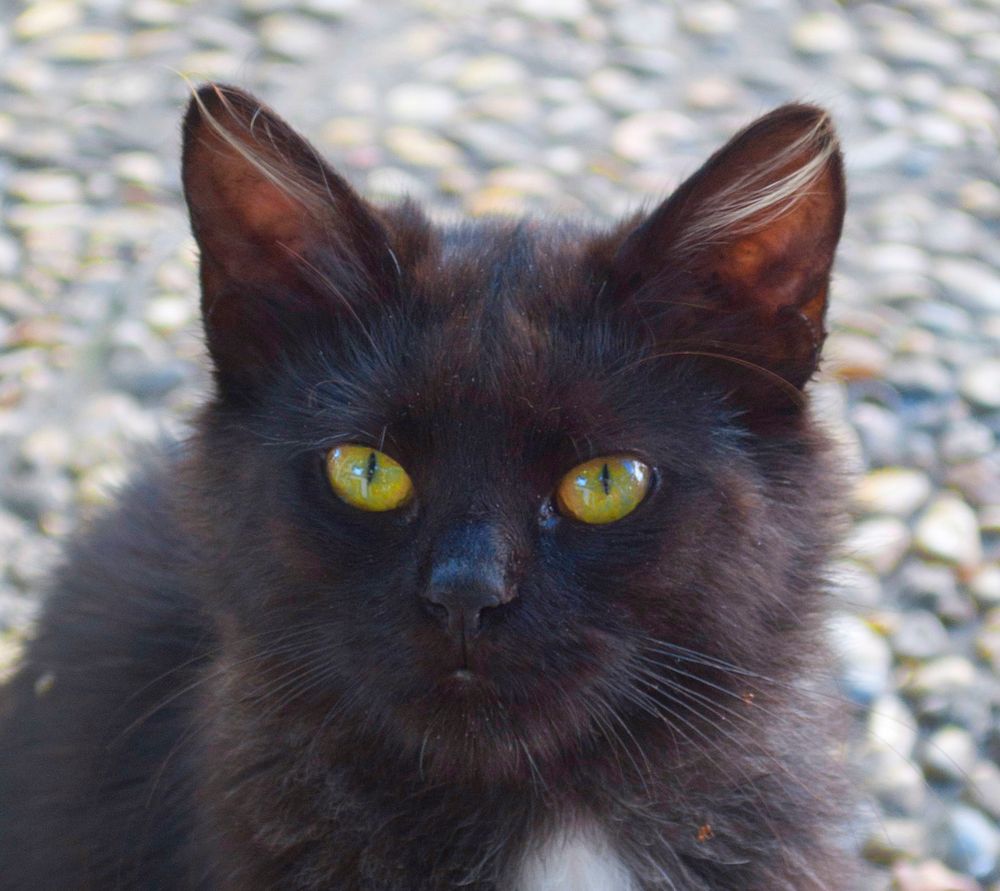 Ojos de gato