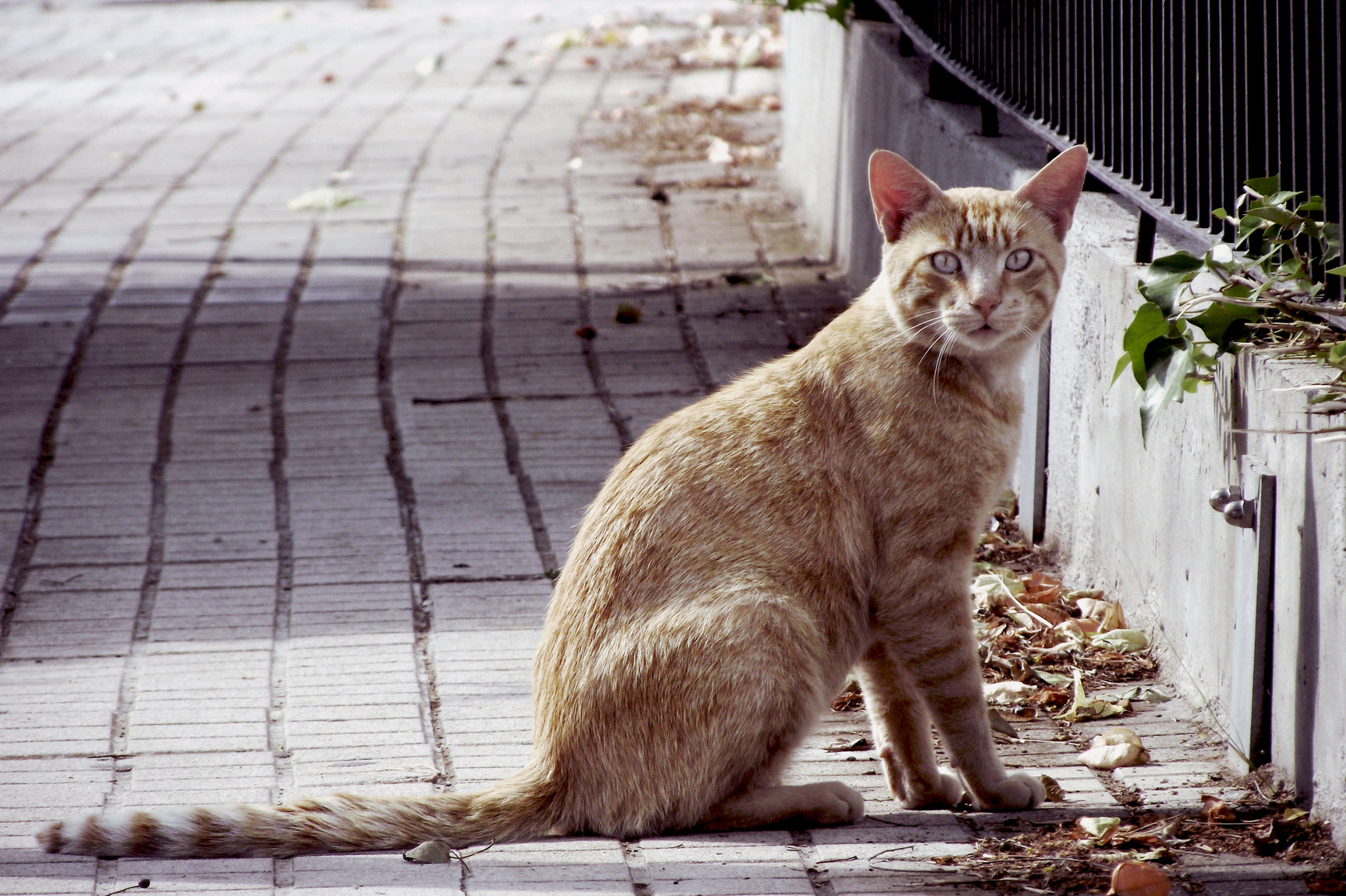 Ojos de gato