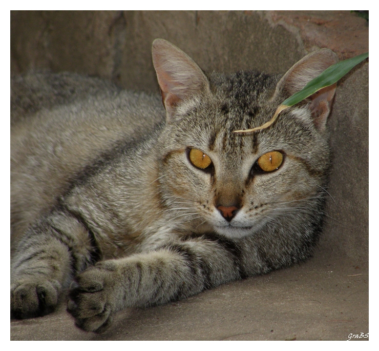 Ojos de miel.