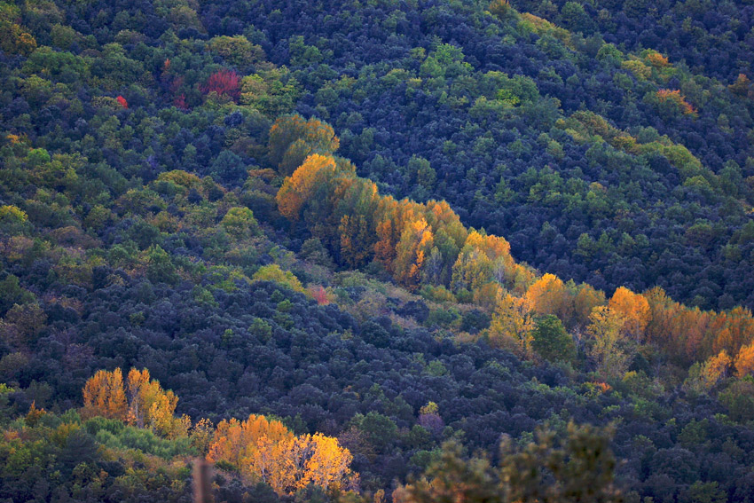 Ojos de Otoño