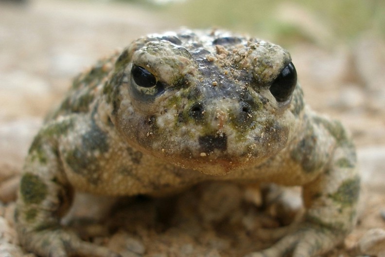 ojos negros