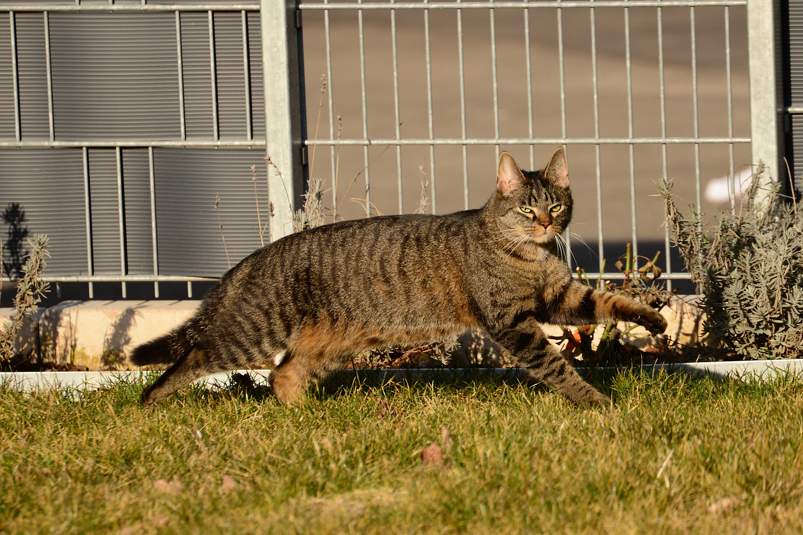 Ok, dann eben Hauskatze...