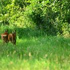 OK dann gehn wir wieder in den Wald......................................