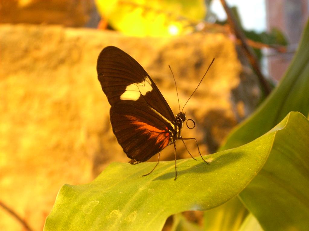 Ok, I photographed a butterfly today.