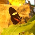 Ok, I photographed a butterfly today.