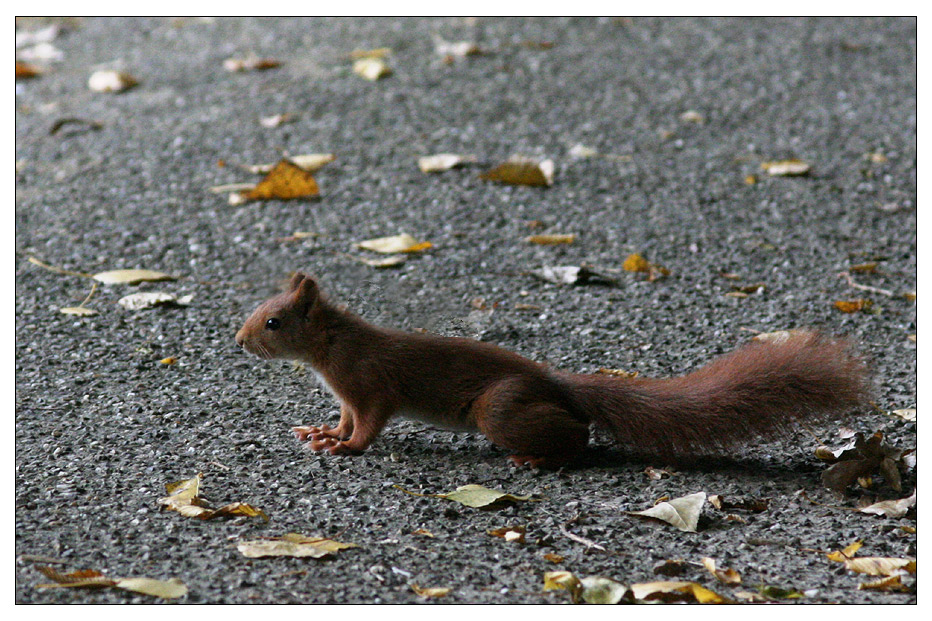 OK, ich habe ein Eichhörnchen fotografiert