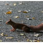 OK, ich habe ein Eichhörnchen fotografiert