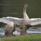 O.k. KLEINE, flieg vorbei!