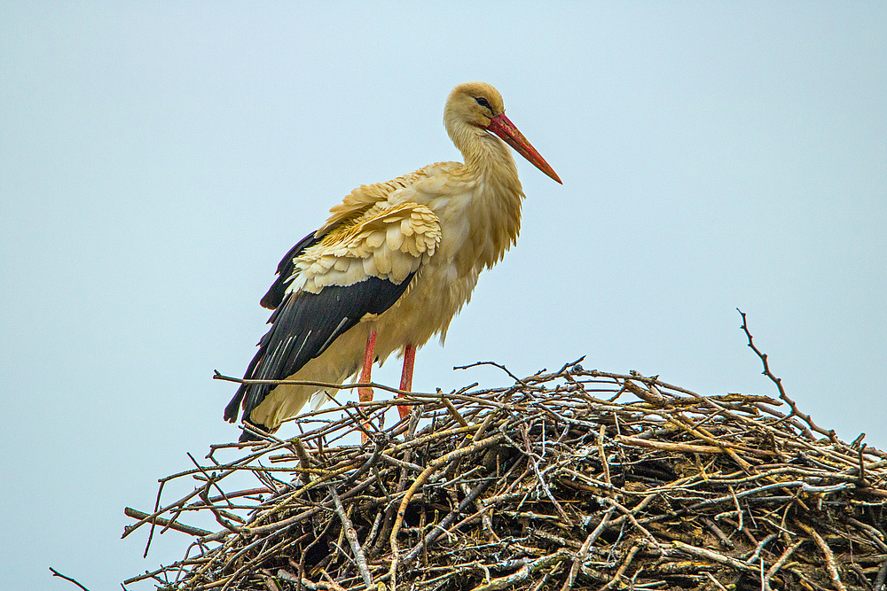 Ok ,- "nur" ein Storch,- aber die ersie Begegnung 2016 ...