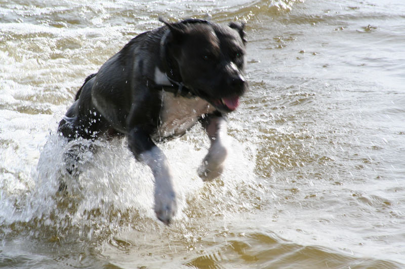 Ok... so I got your ball, but now it's time to get out...Jump!