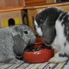 "Ok, tu so als ob wir nur essen! Wir sind in der KMG, die veraschen Dich, wir haben Osterurlaub!"