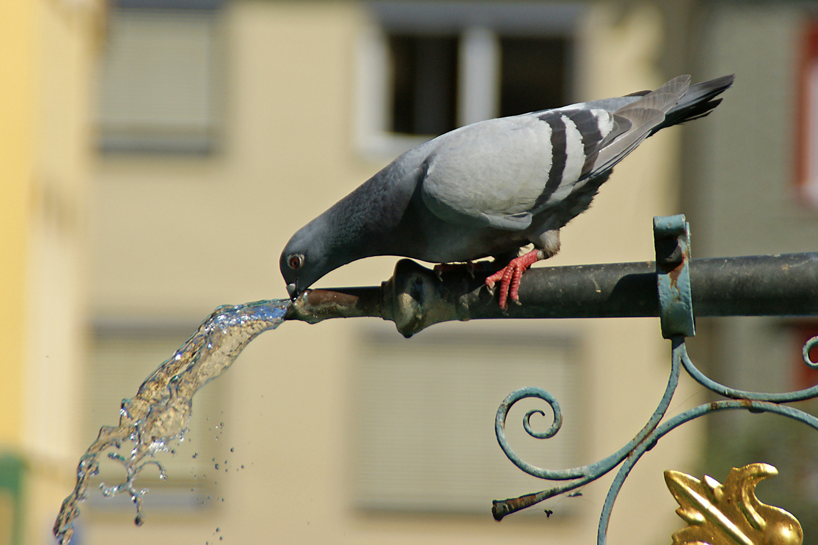 ok, zwei Liter am Tag sind gesund...