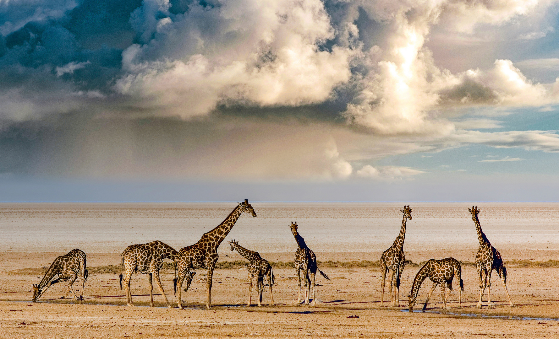 Okandeka  / Etoscha  / Namibia