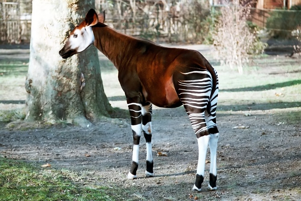 Okapi