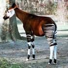 Okapi