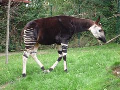 Okapi