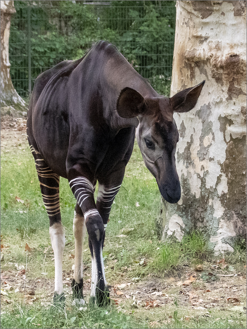 Okapi