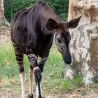 Okapi