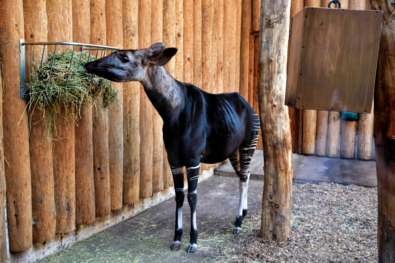 Okapi