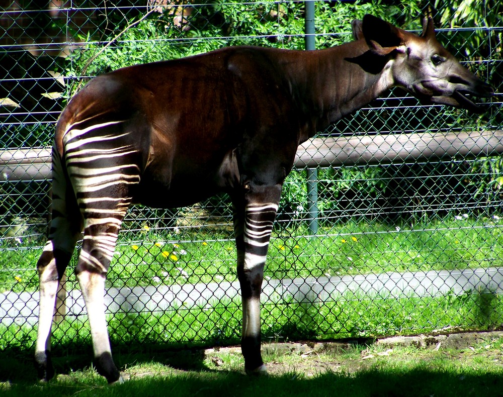 Okapi