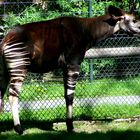 Okapi