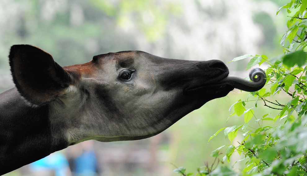 Okapi