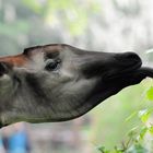 Okapi