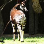 Okapi