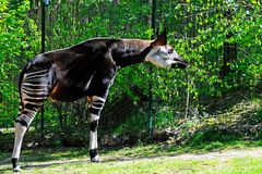 Okapi