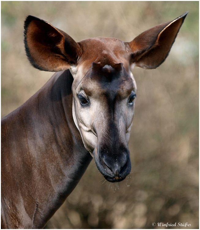 OKAPI