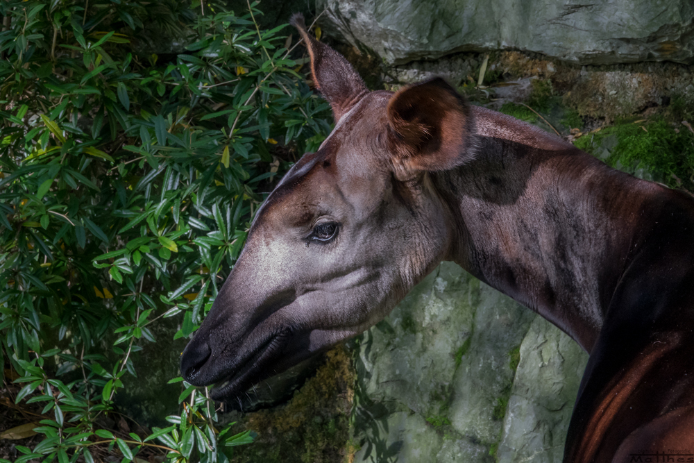 Okapi