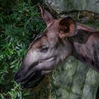 Okapi