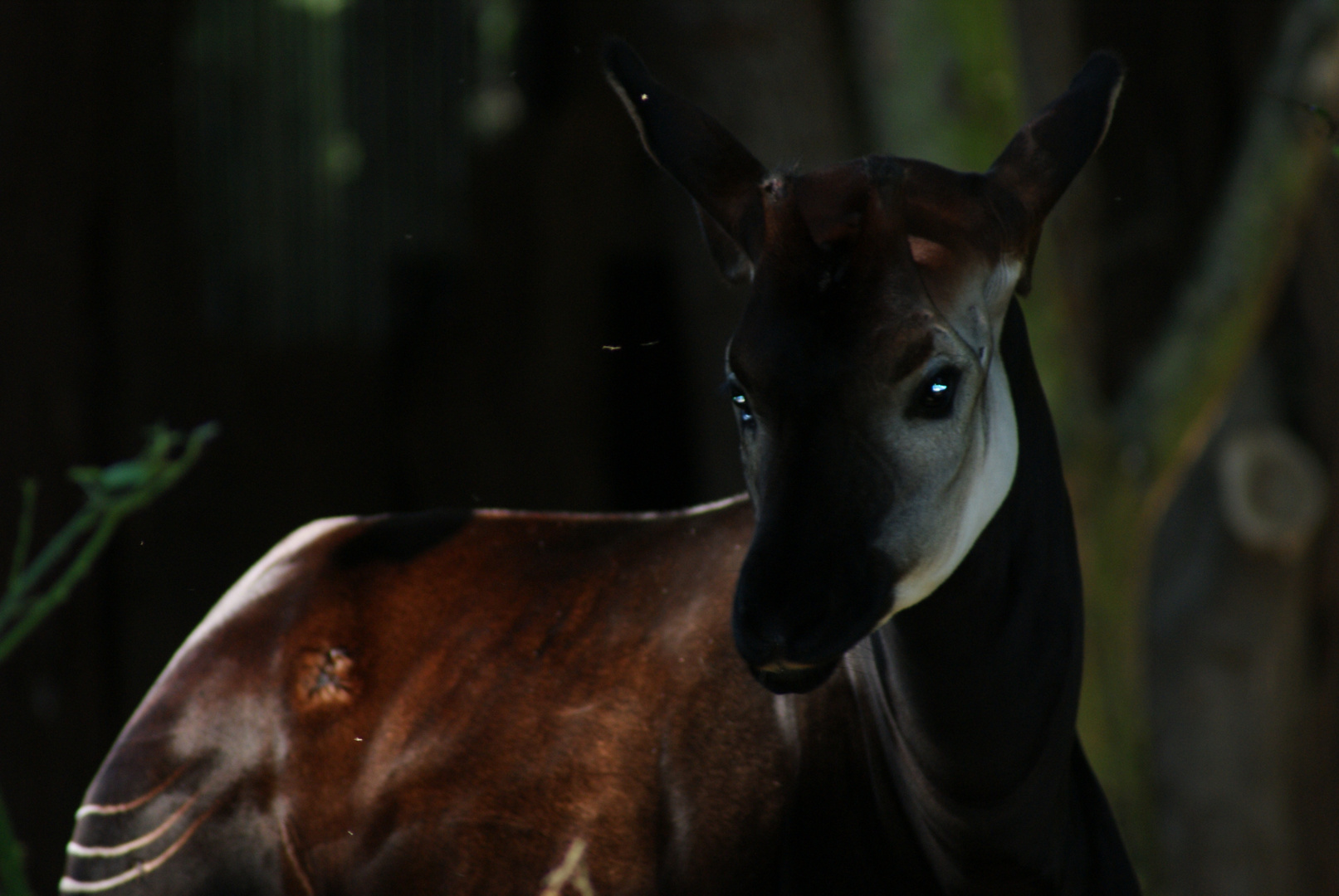 Okapi