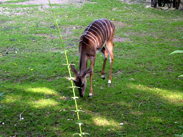 Okapi