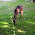 Okapi