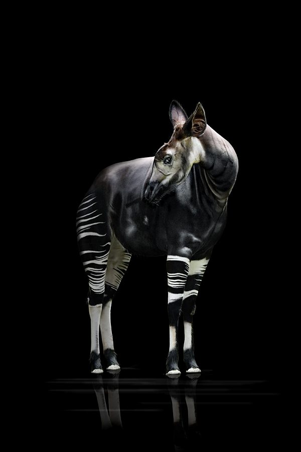 Okapi