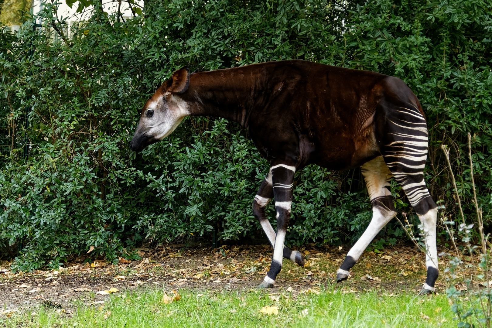 Okapi 