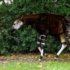 Okapi 