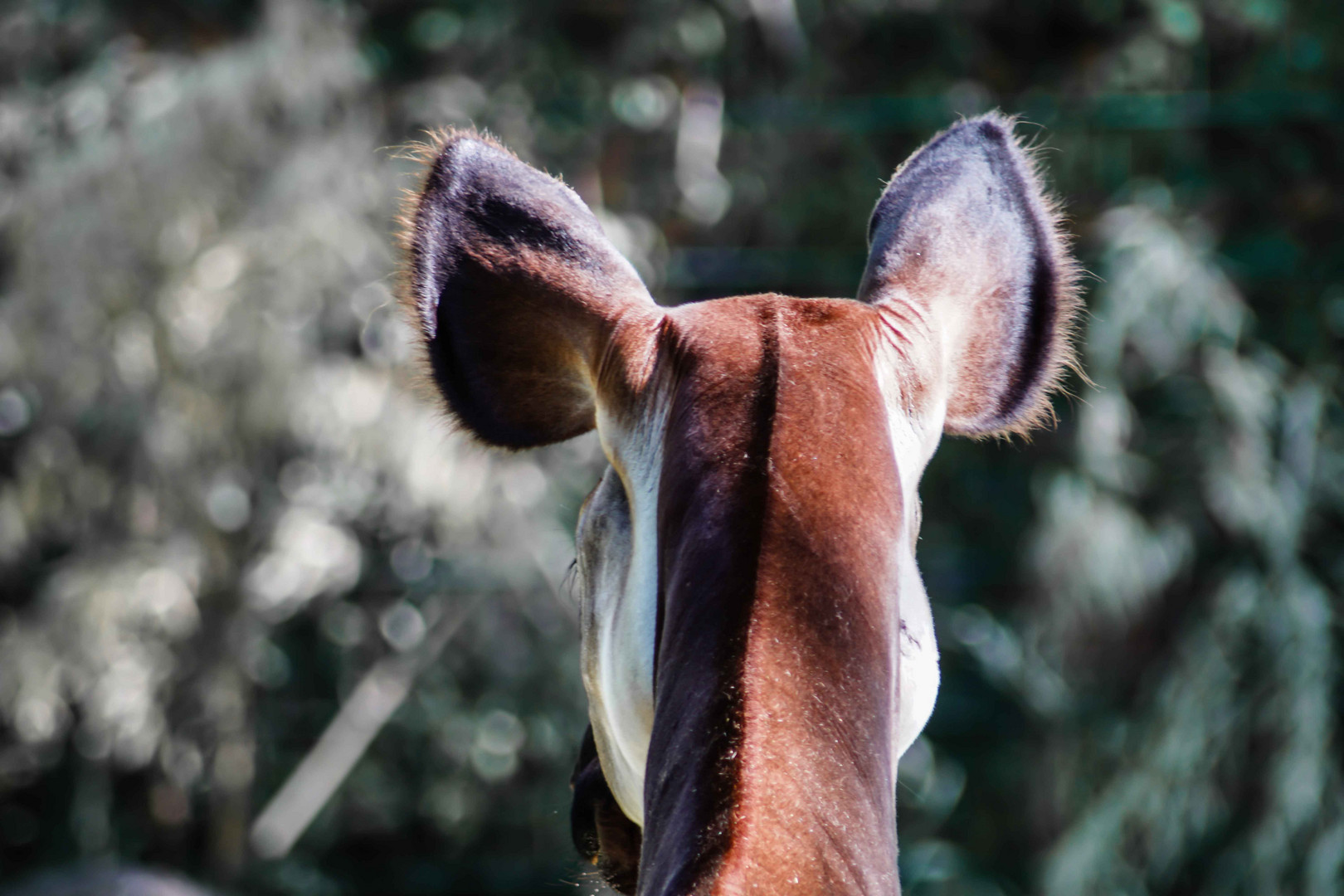 Okapi