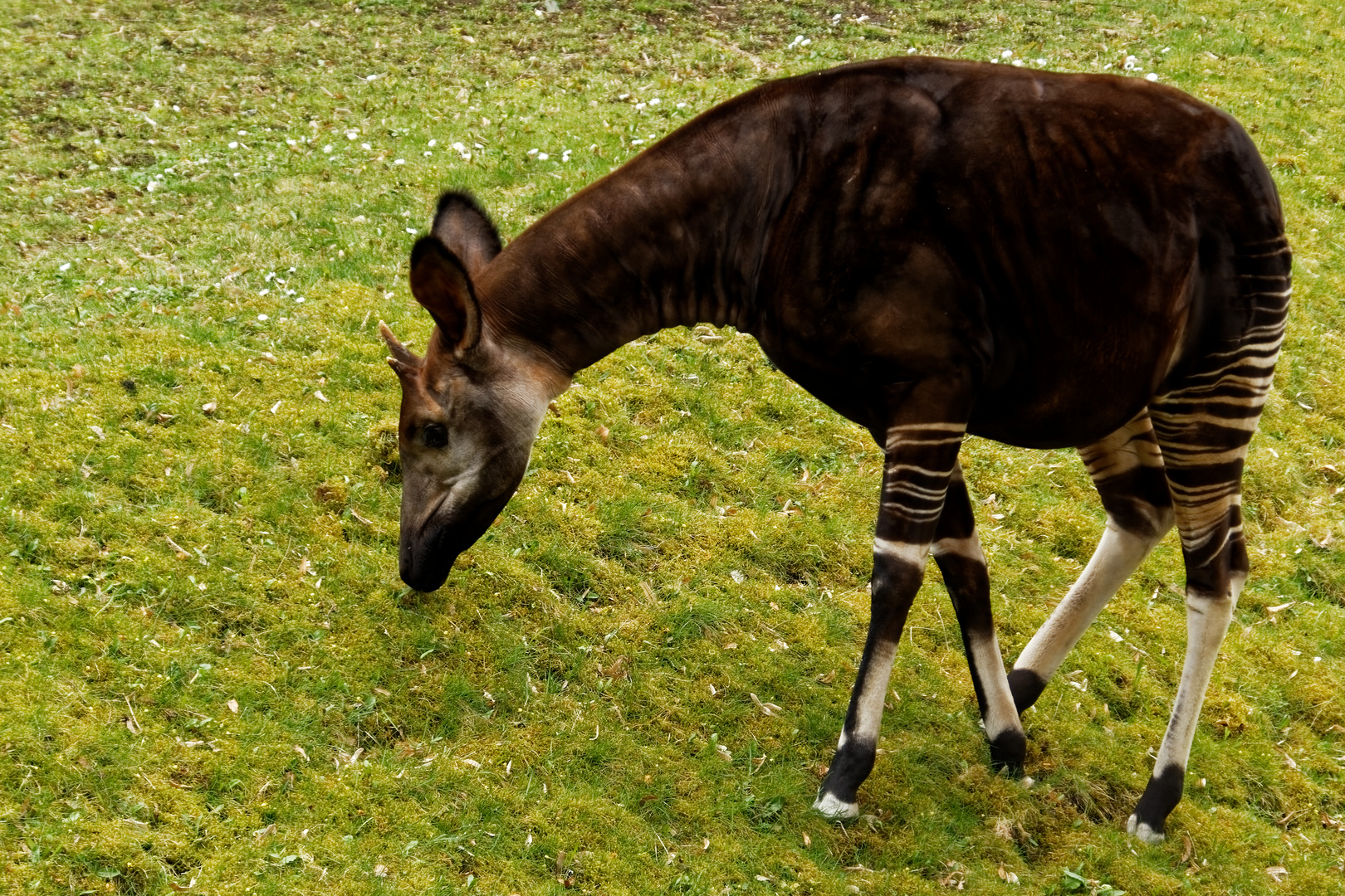 Okapi