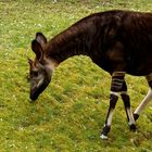 Okapi