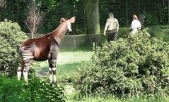 Okapi im Kölner Zoo