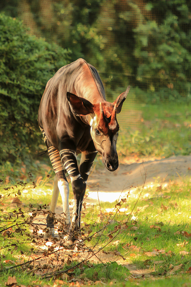 Okapi im Kölner Zoo